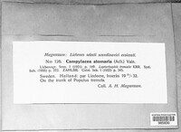 Media resource of Campylacia atomaria